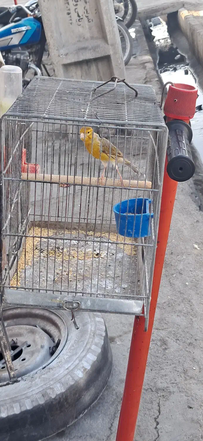 قناری مس مس هن شلاقی|پرنده|شیراز, کوشک میدان|دیوار