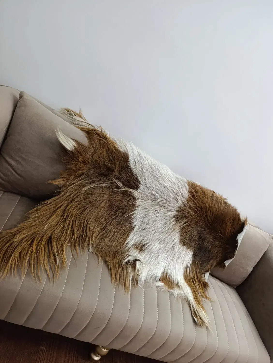 پوست بز طبیعی|صنایع دستی و سایر لوازم تزئینی|مرند, |دیوار