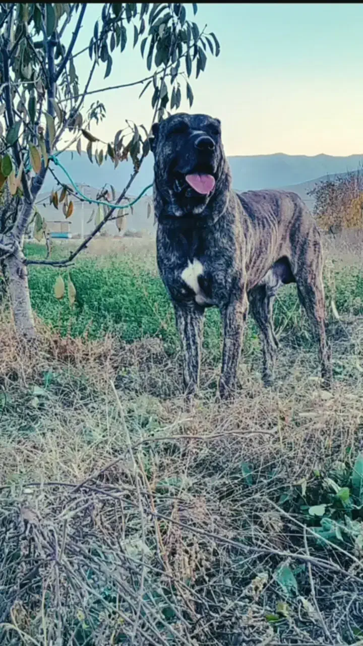 سگ گله|سگ|شیروان (خراسان), |دیوار