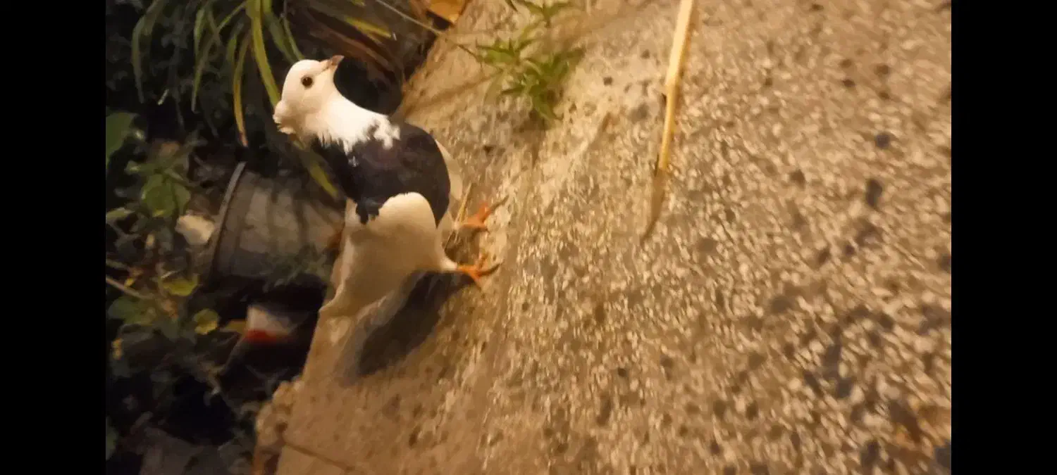 طوقی|پرنده|فردیس, منظریه|دیوار