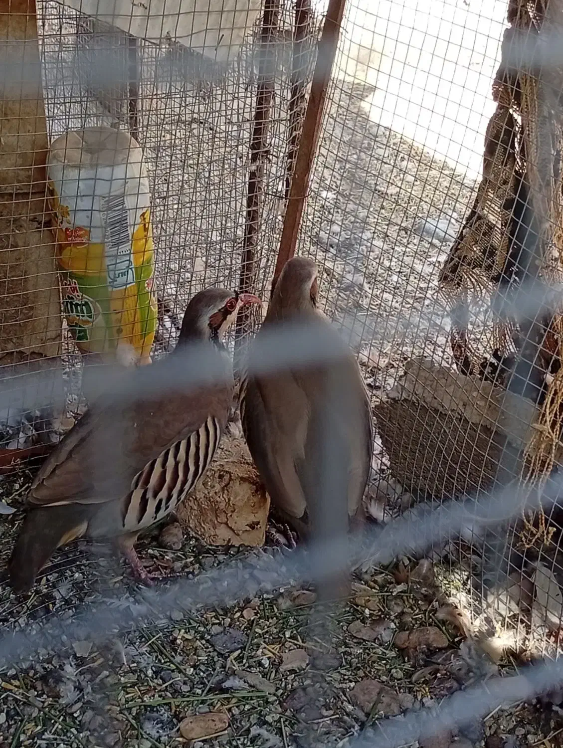 گبگ|پرنده|سیب و سوران, |دیوار