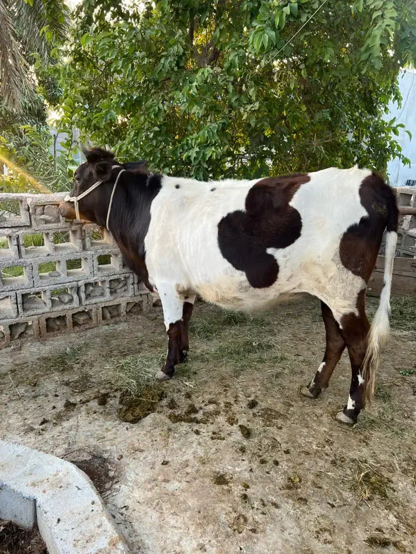 گاو خارجی|حیوانات مزرعه|میناب, |دیوار