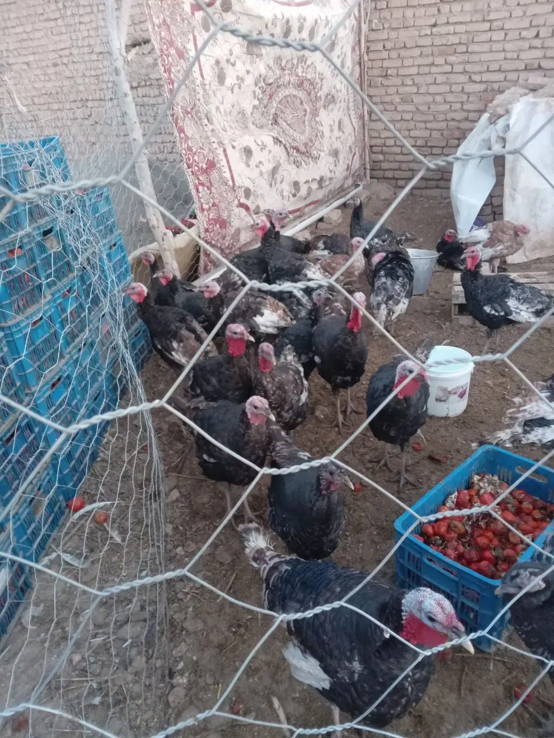 ۲۰ عدد بوقلمون برنزی به فروش می‌رسد|حیوانات مزرعه|قیدار, |دیوار