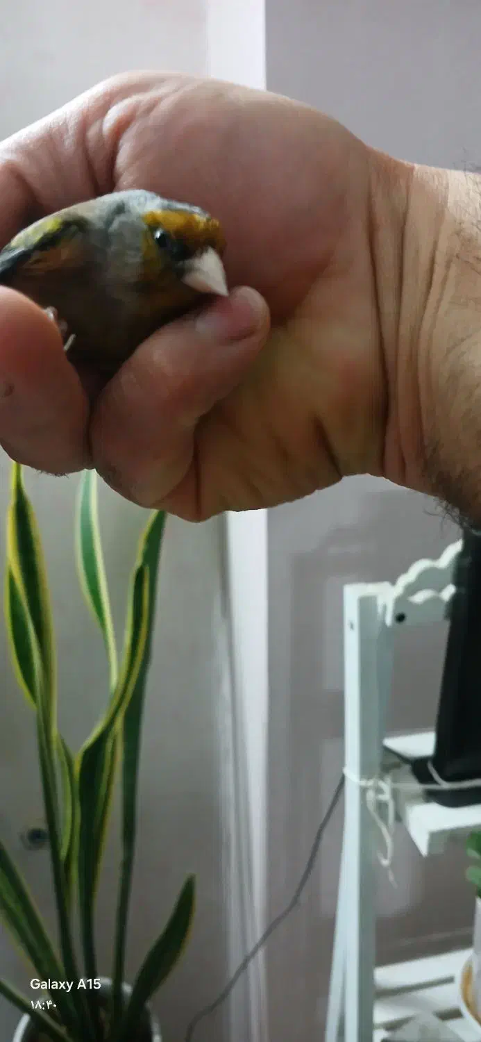 قناری مست مست|پرنده|شاهین‌شهر, فدک|دیوار