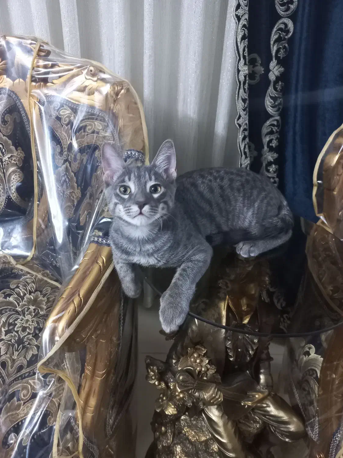 واگذاری گربه|گربه|مشهد, چهارچشمه|دیوار