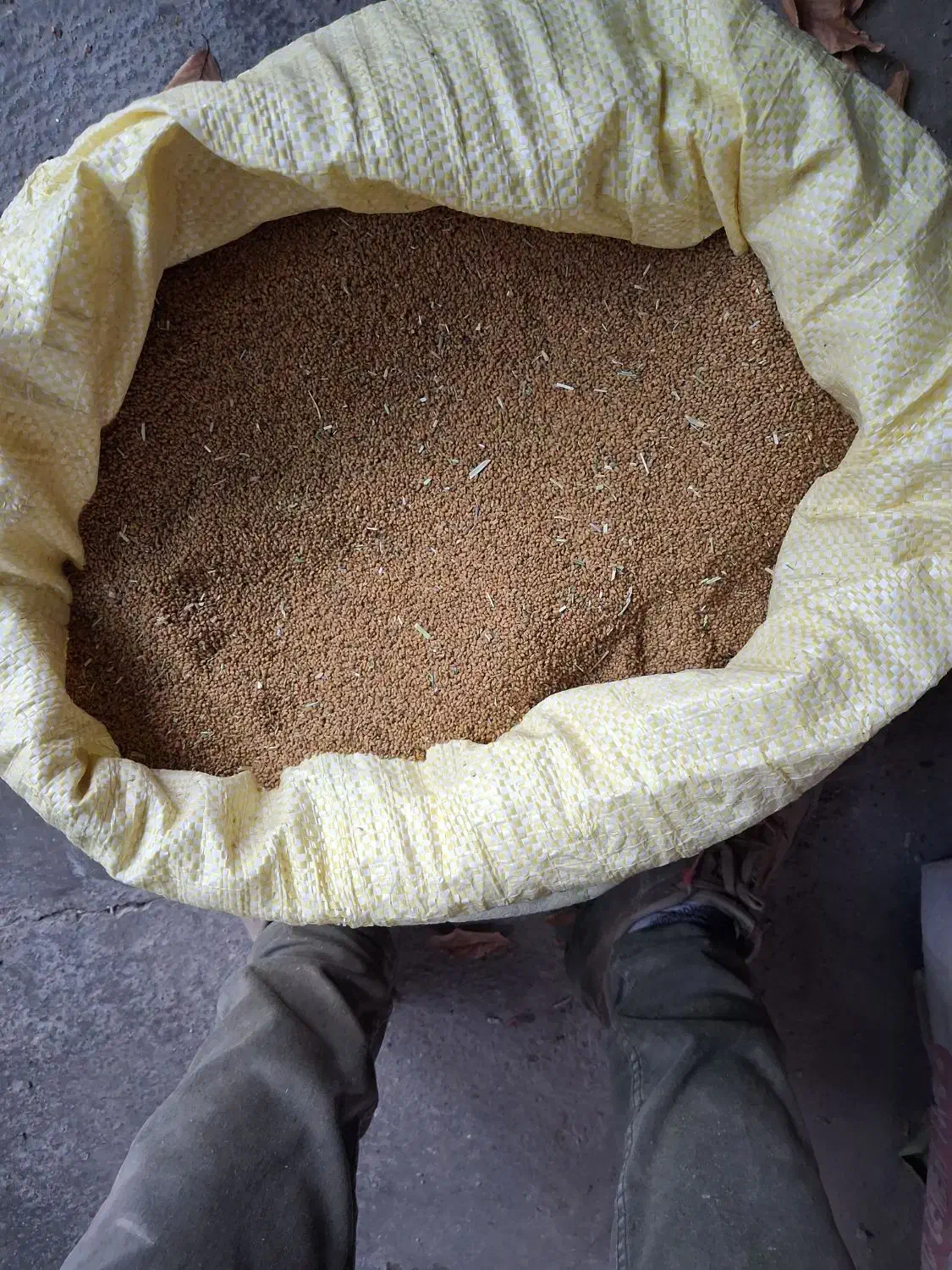 تخم یونجه|خدمات باغبانی و درختکاری|مرند, |دیوار