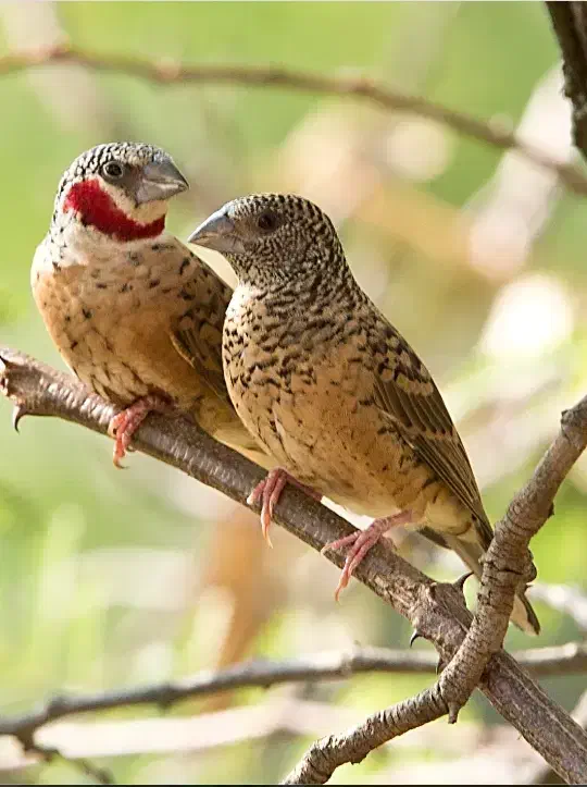 فروش یک جفت فنچ گلو بریده|پرنده|قوچان, |دیوار