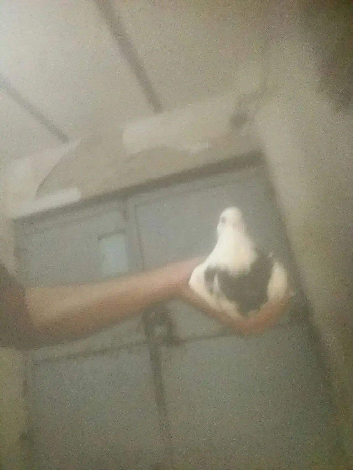 کبوتر پرشی م ع ا و ض ه|پرنده|باوی, |دیوار