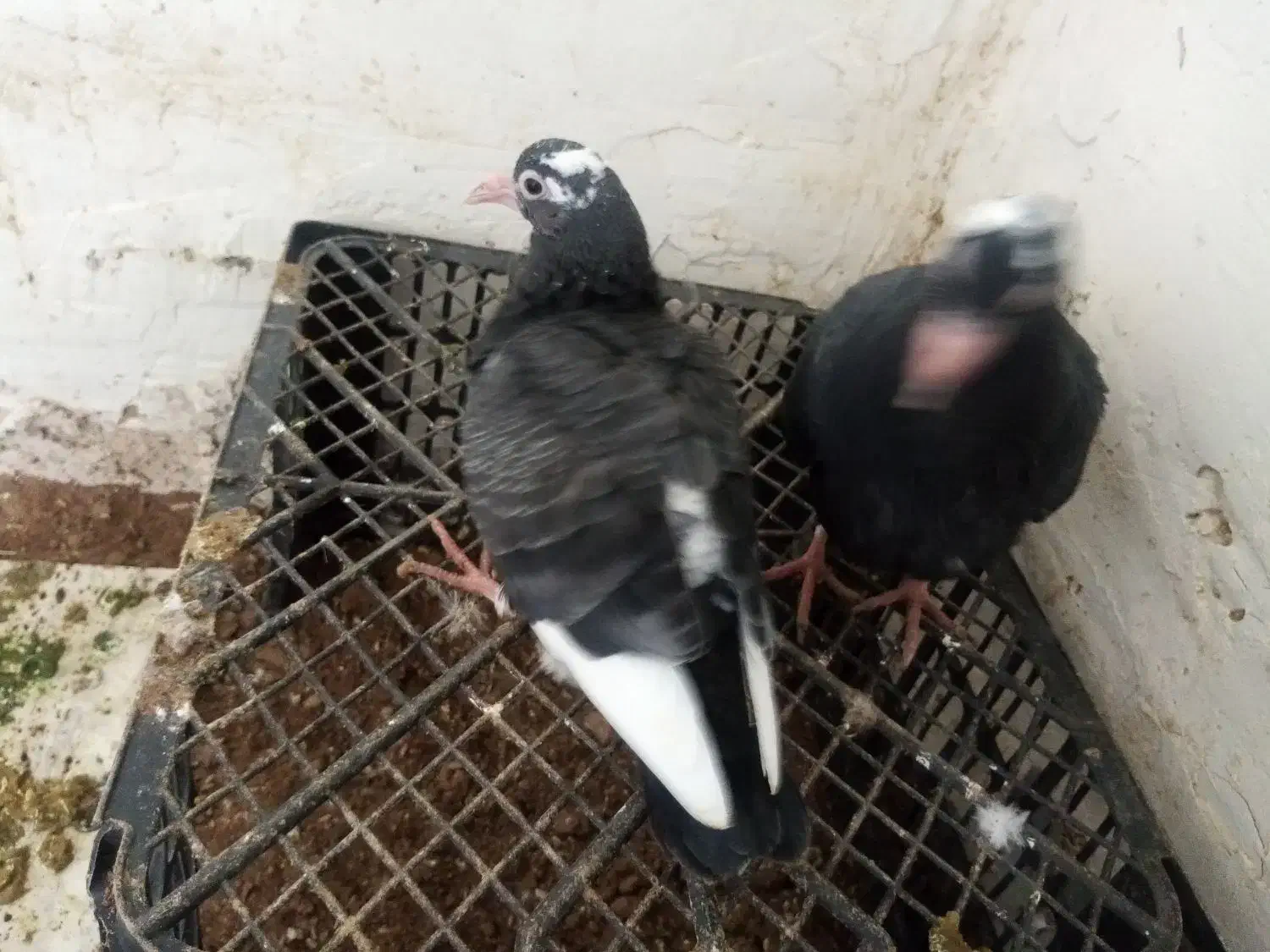 کفتر پلنگ|پرنده|بیرجند, |دیوار