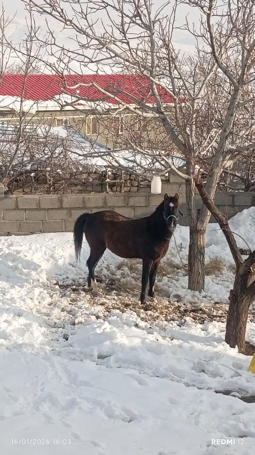 اخته باری|اسب و تجهیزات اسب‌سواری|سیلوانه, |دیوار