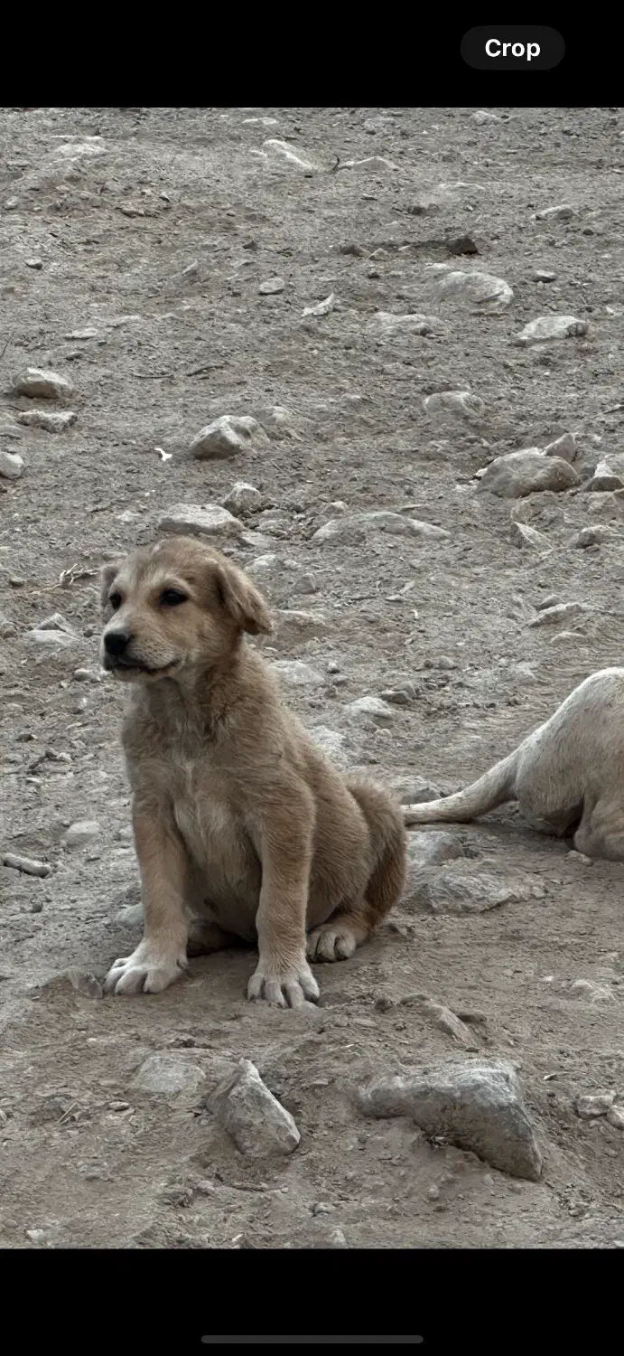 واگذاری سگ|سگ|مشهد, هنرستان|دیوار