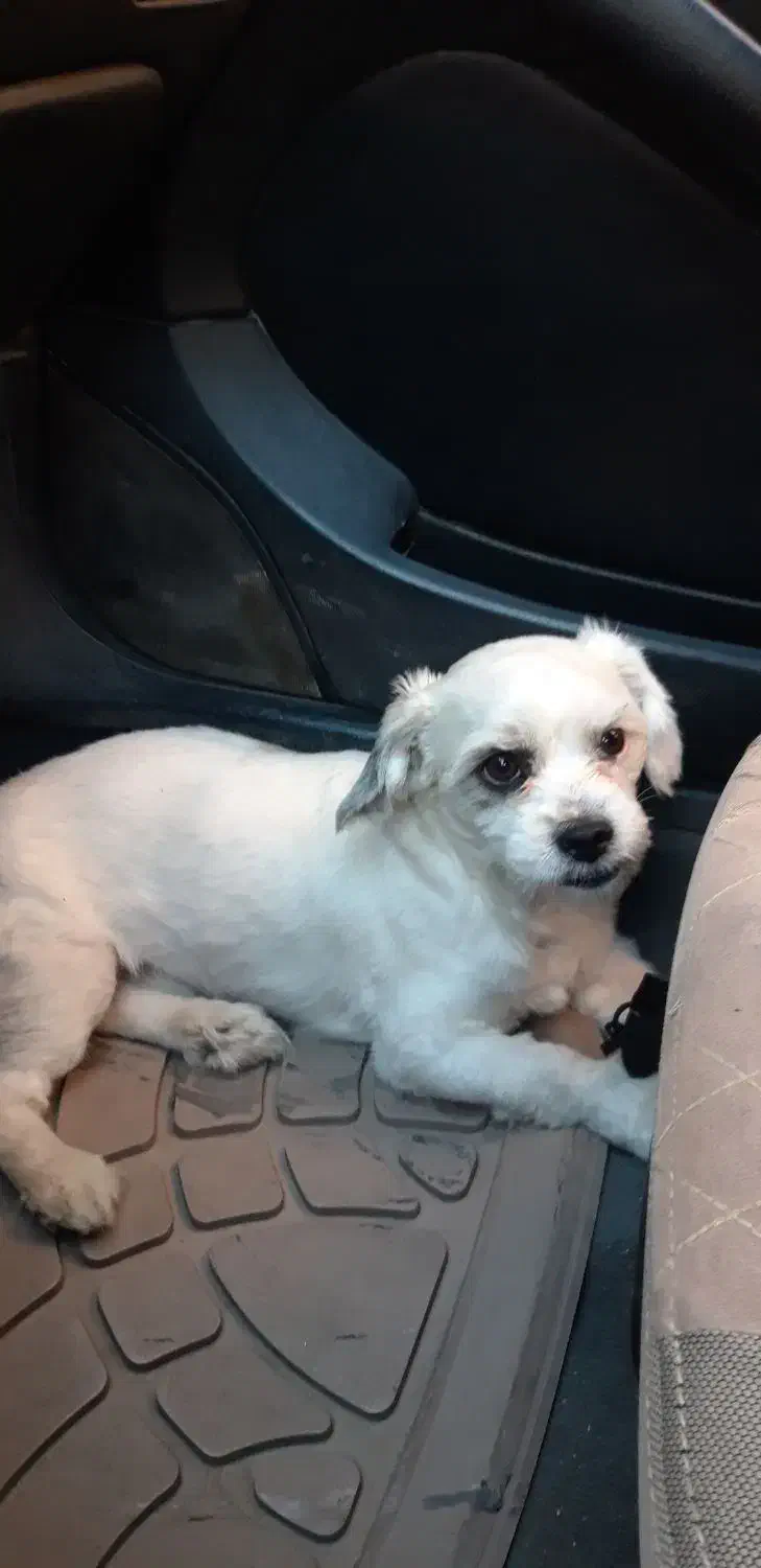 شیتزو تریر|سگ|اردبیل, |دیوار