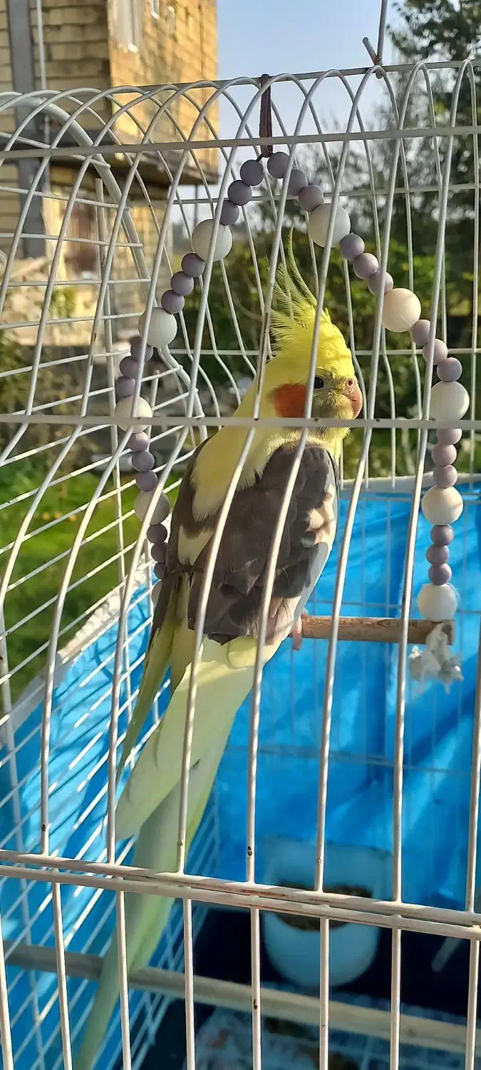 عروس هلندی جفت|پرنده|کوچصفهان, |دیوار