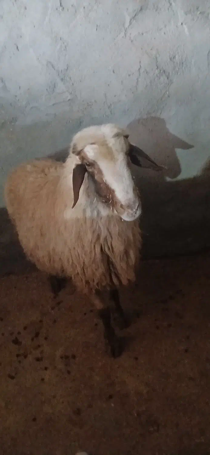 قوچ سنجابی|حیوانات مزرعه|سرپل ذهاب, |دیوار