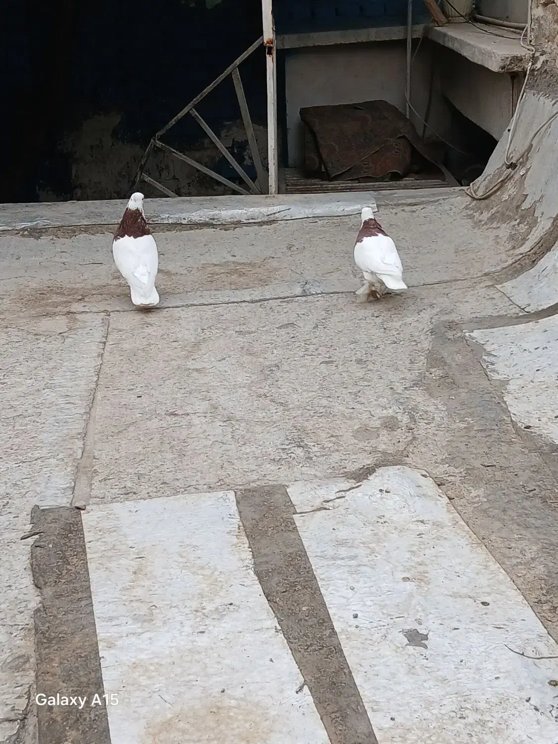 طوقی مهر معاوضه با سره بخون|پرنده|تهران, یافت آباد جنوبی|دیوار