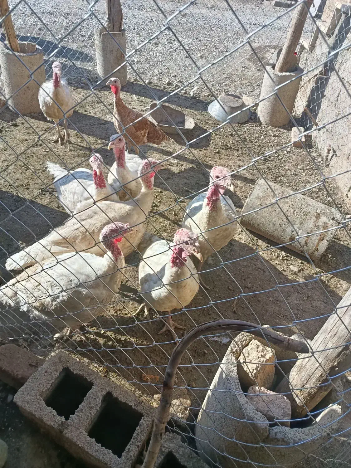 بوقلمون پرورشی|حیوانات مزرعه|دینور, |دیوار