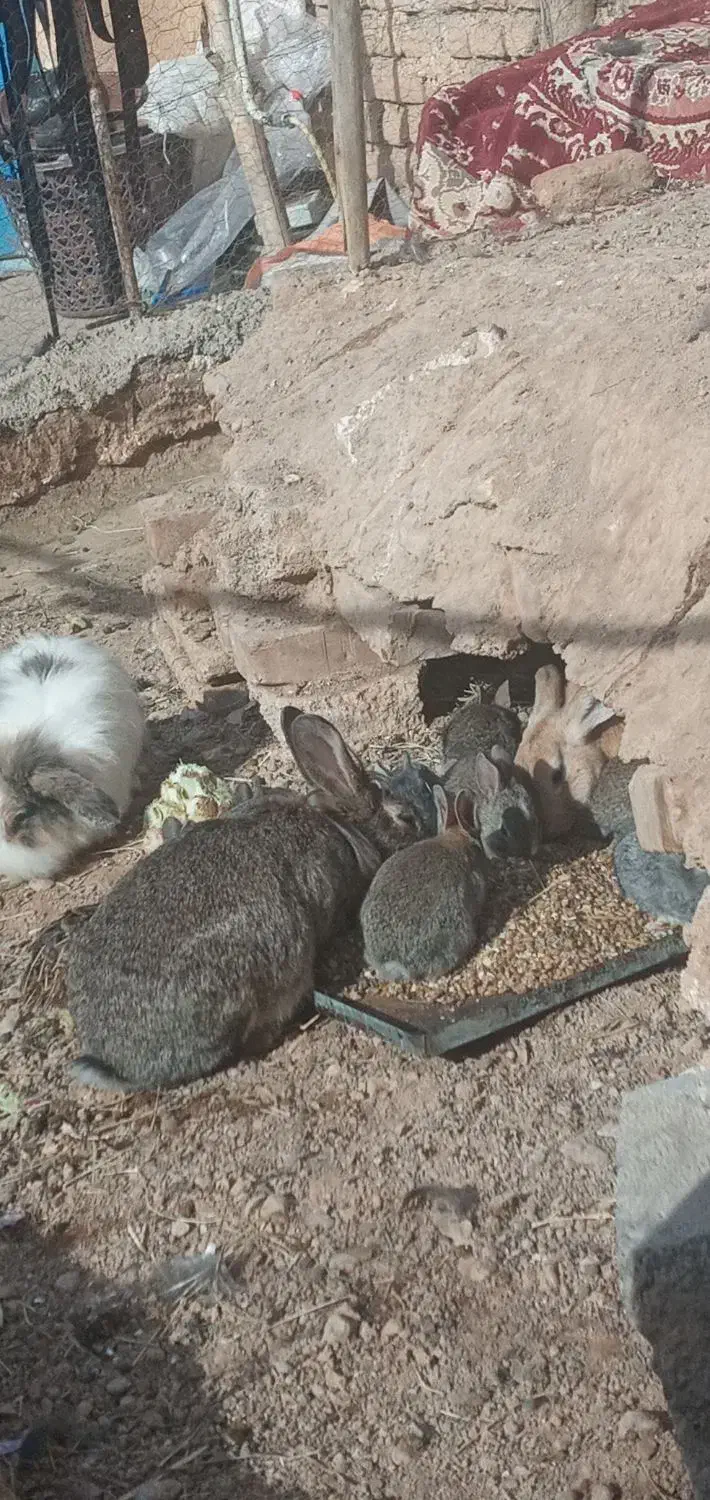 خرگوش در شهرستان شوط|موش و خرگوش|شوط, |دیوار