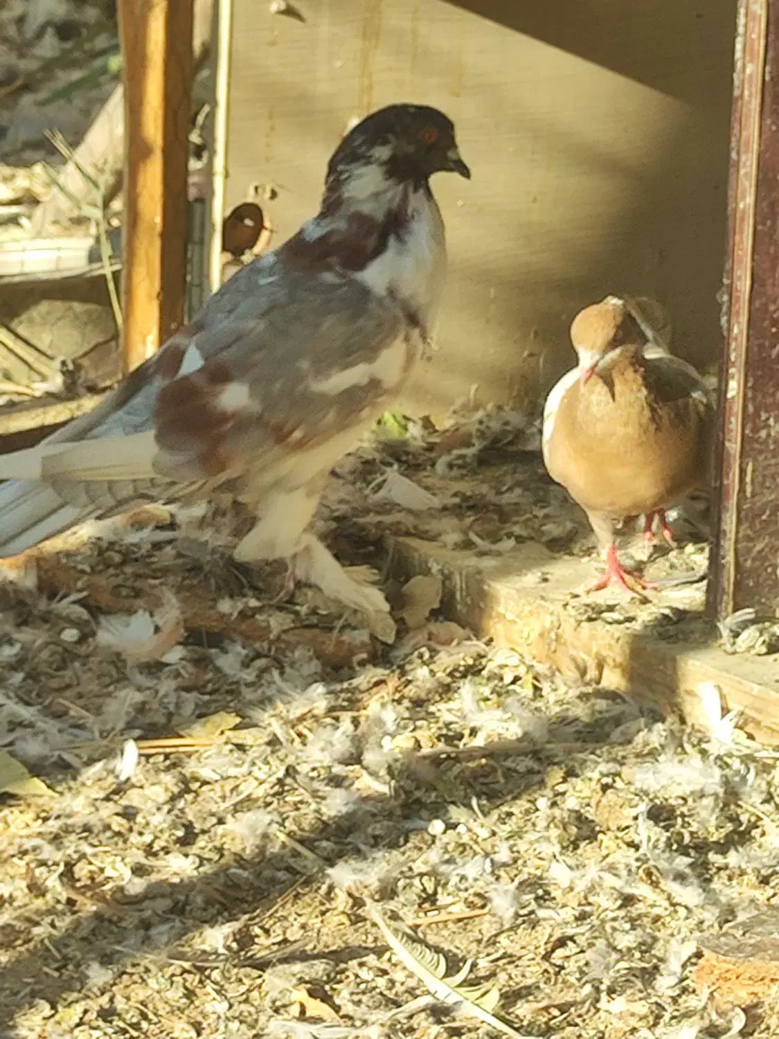 کبوتر بادکنکی درشت پاپر نر معاوضه با مرغ تخمگذار|پرنده|احمدآبادمستوفی, |دیوار