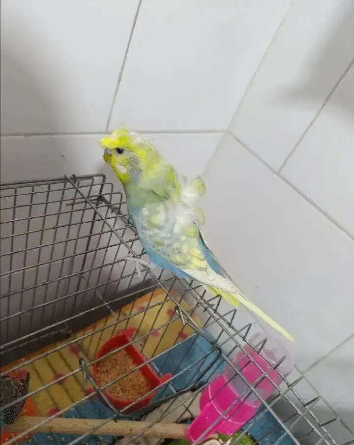 مرغ عشق ماده پروانه ای|پرنده|لامرد, |دیوار