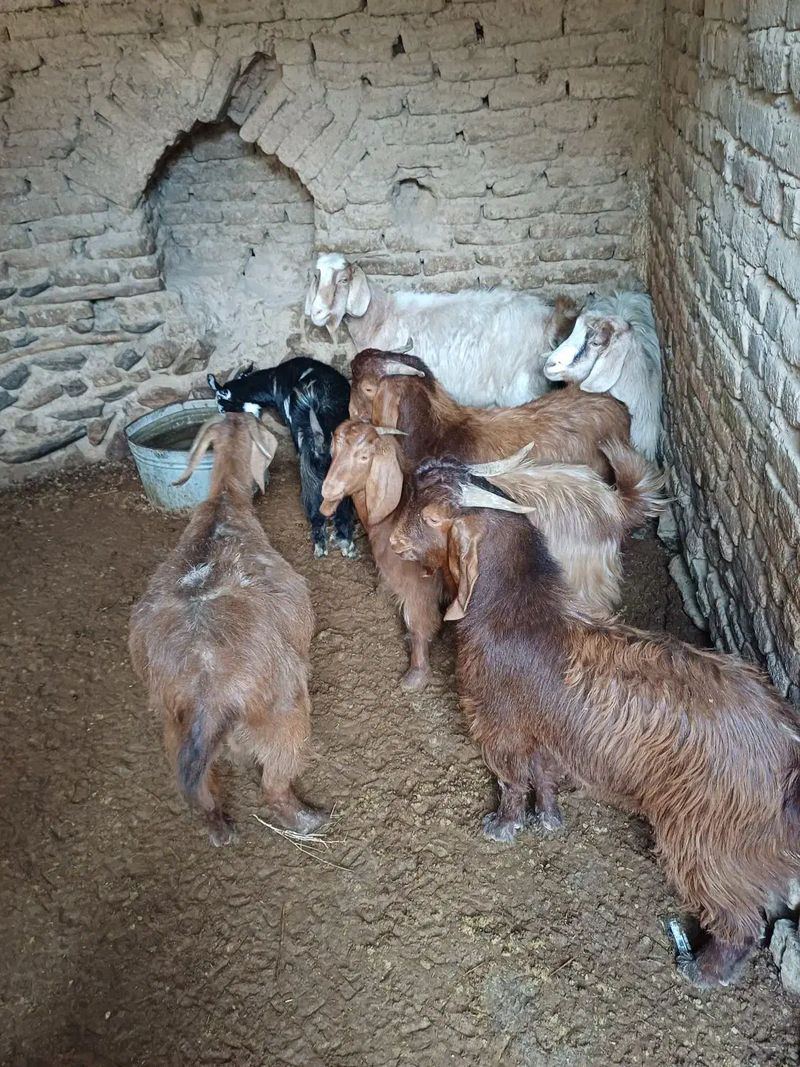 ۸راس بز|حیوانات مزرعه|اشترینان, |دیوار