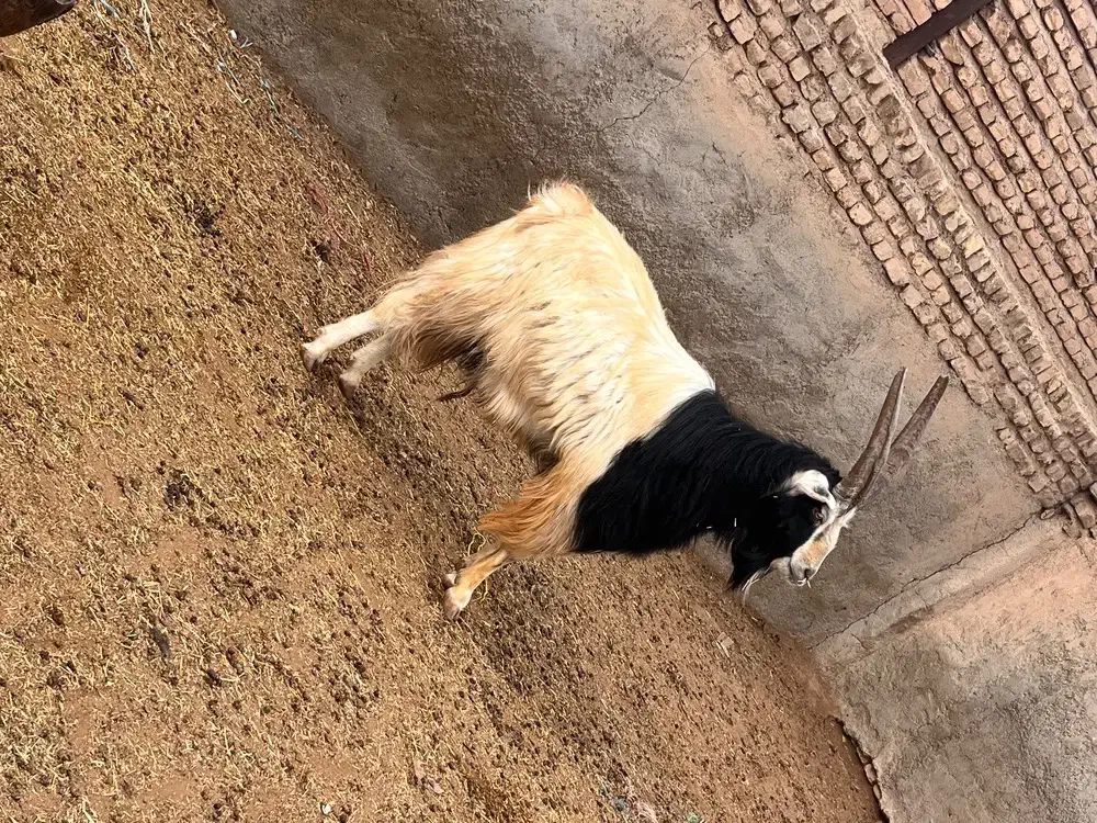 نربز چاق|حیوانات مزرعه|پیشوا, |دیوار