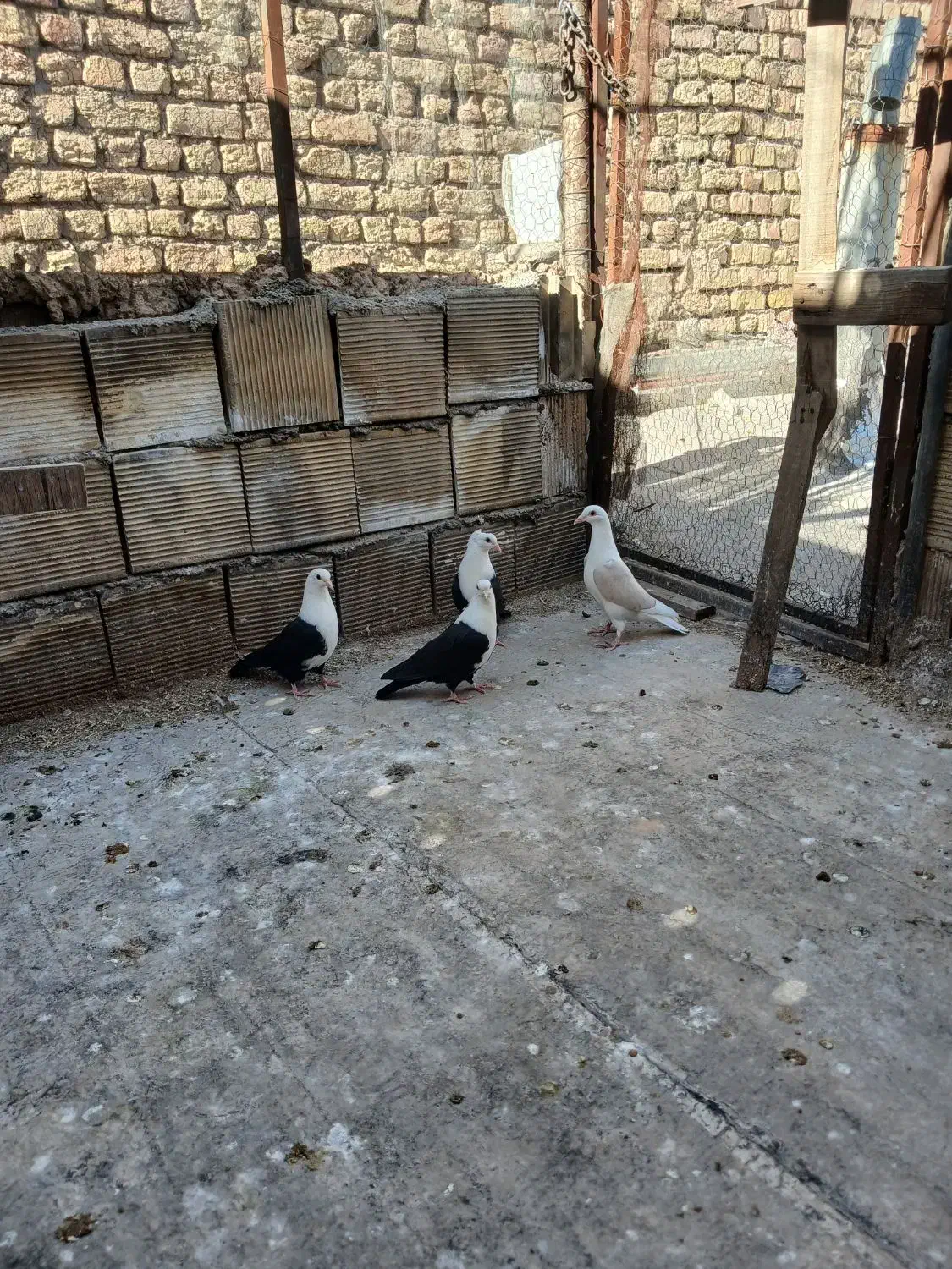 کله سفید.دوکت پلاکی|پرنده|مبارکه, |دیوار