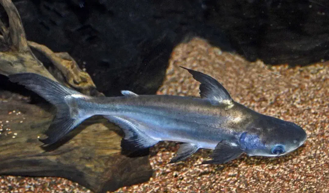 ماهی پنکوسی|ماهی|مرودشت, فاز دوم شهرک فرهنگیان|دیوار