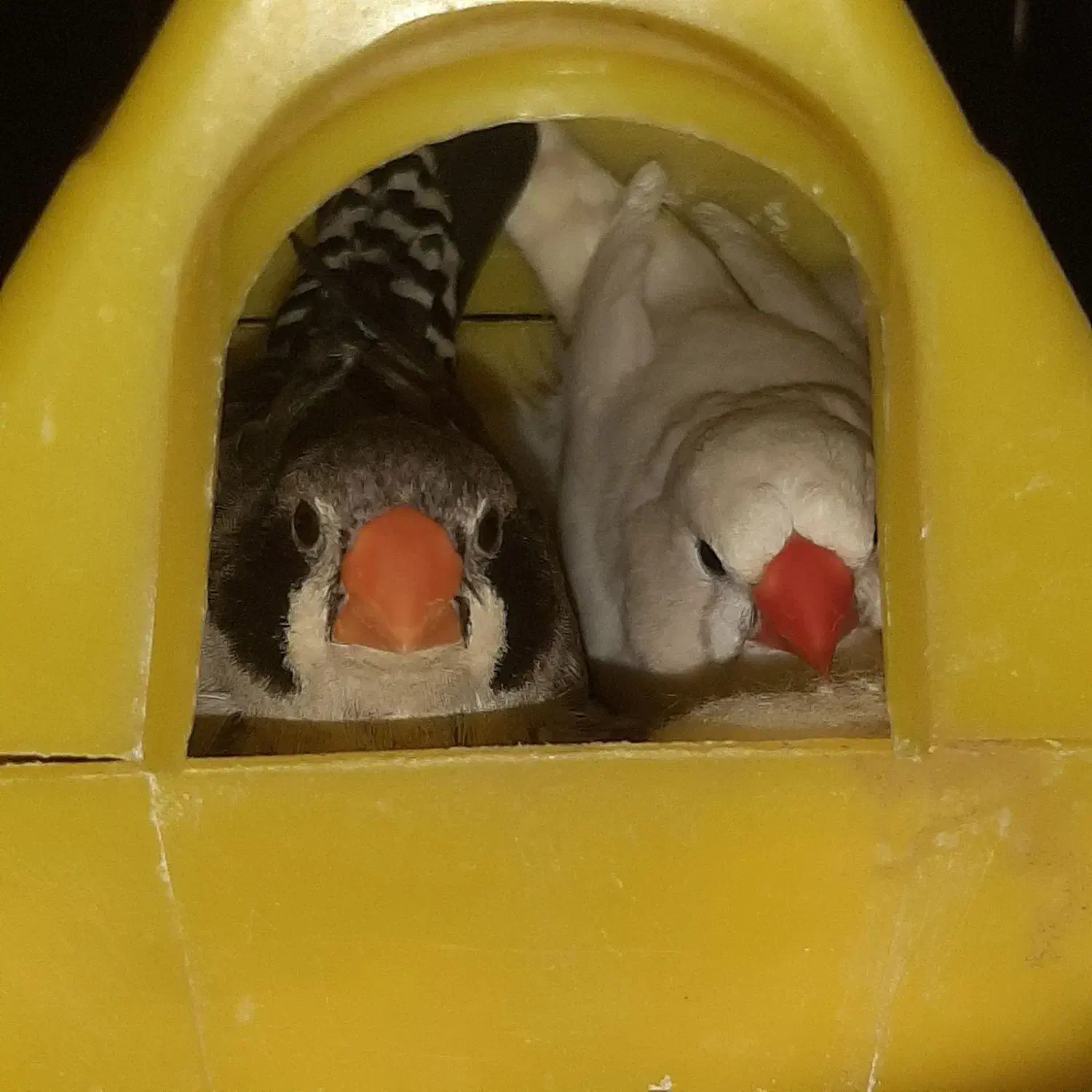 یک جفت فنج مولد|پرنده|اندیمشک, |دیوار