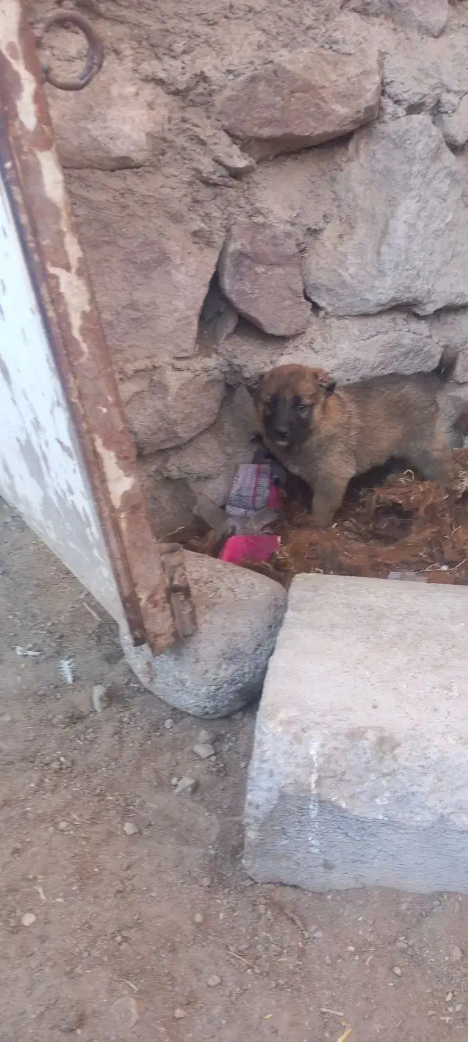 واگذاری توله نر|سگ|سراب, |دیوار