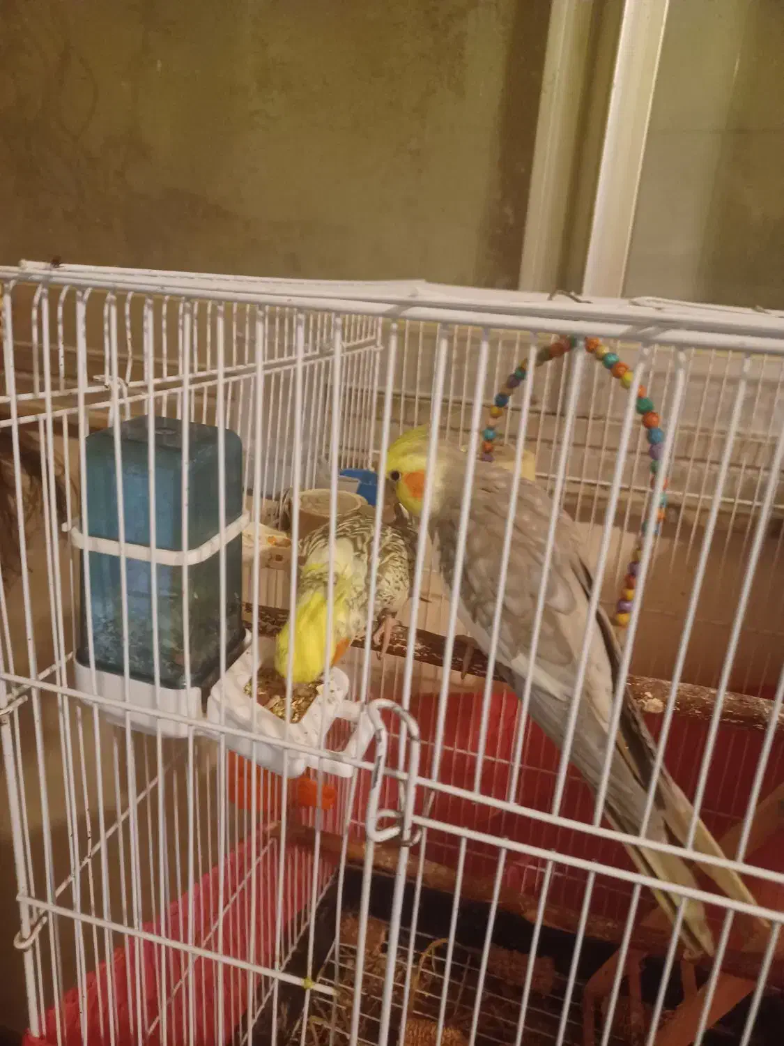 جوجه عروس هلندی زیبا|پرنده|محمدشهر, جعفرآباد|دیوار