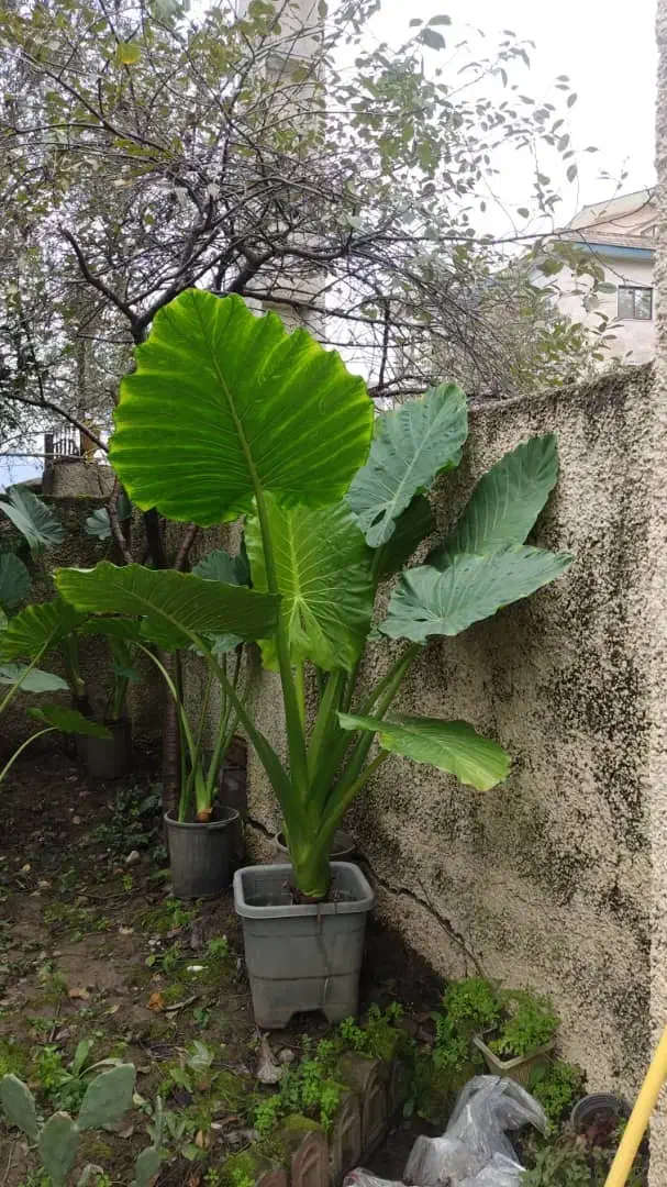 فروش عمده گل بابا آدم نژاد حاره ای جاینت در نوشهر|گل و گیاه طبیعی|تهران, تهرانپارس غربی|دیوار