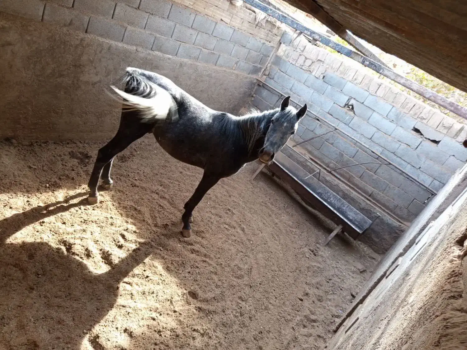 اسب نر|اسب و تجهیزات اسب‌سواری|مهریز, |دیوار