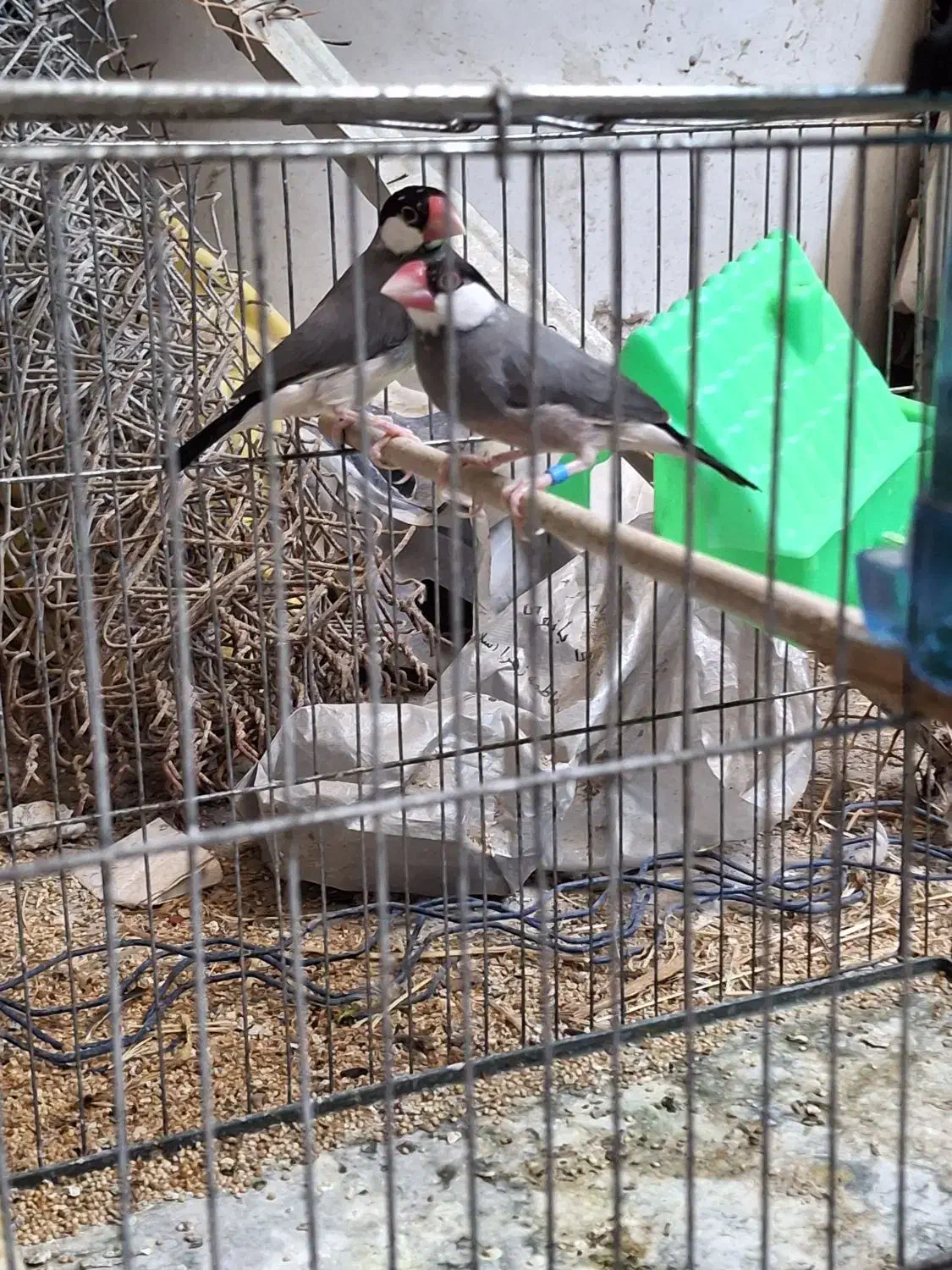 فنچ نرگسی مولد|پرنده|صوفیان, |دیوار