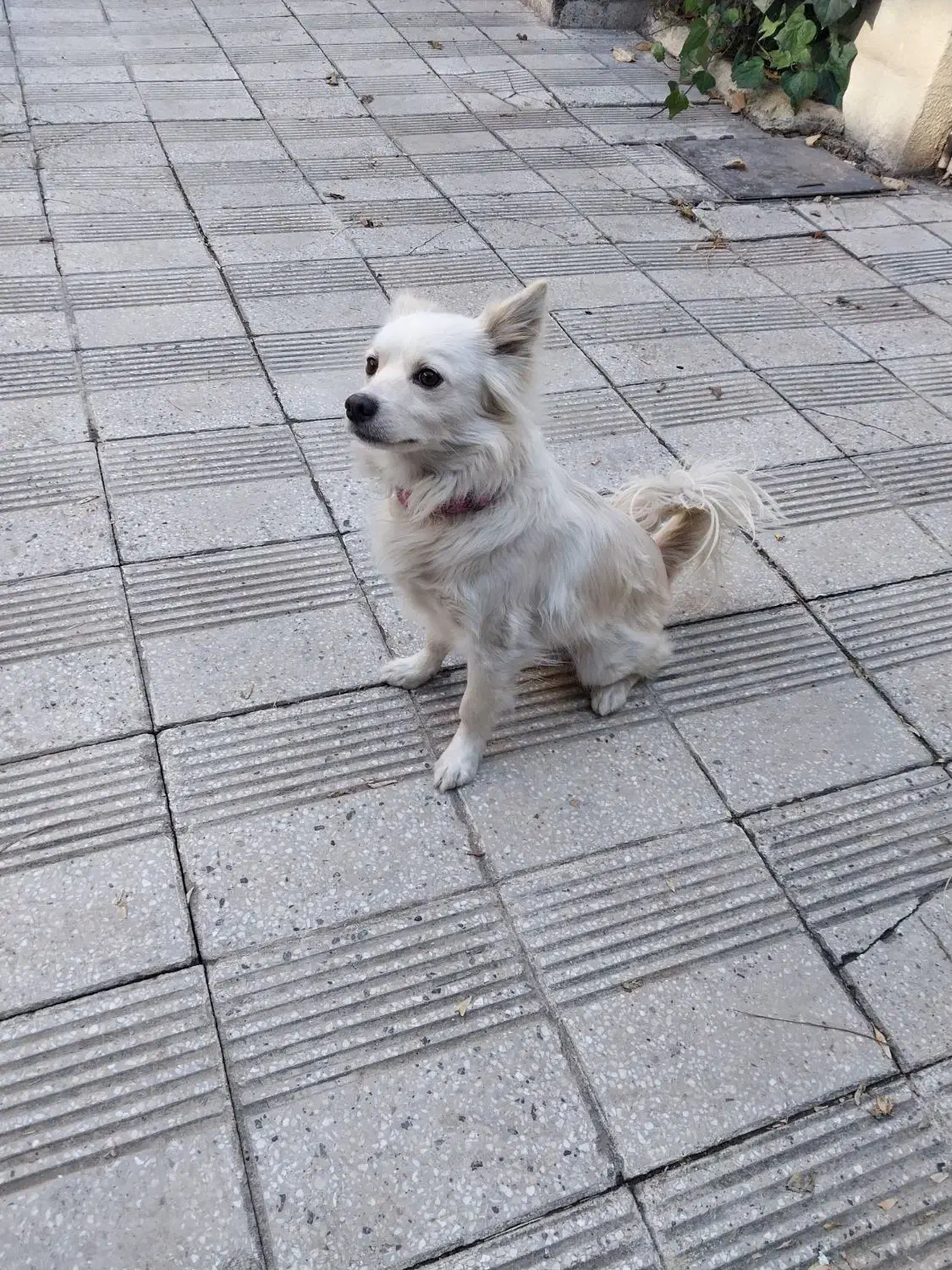 سگ اشپیتز|سگ|کرمانشاه, |دیوار