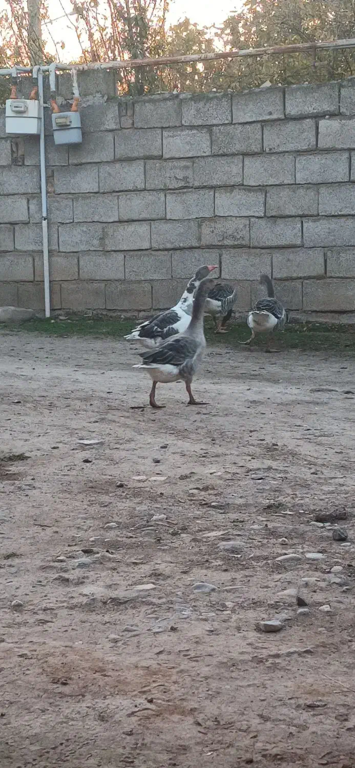 غازمحلی|حیوانات مزرعه|آق قلا, |دیوار