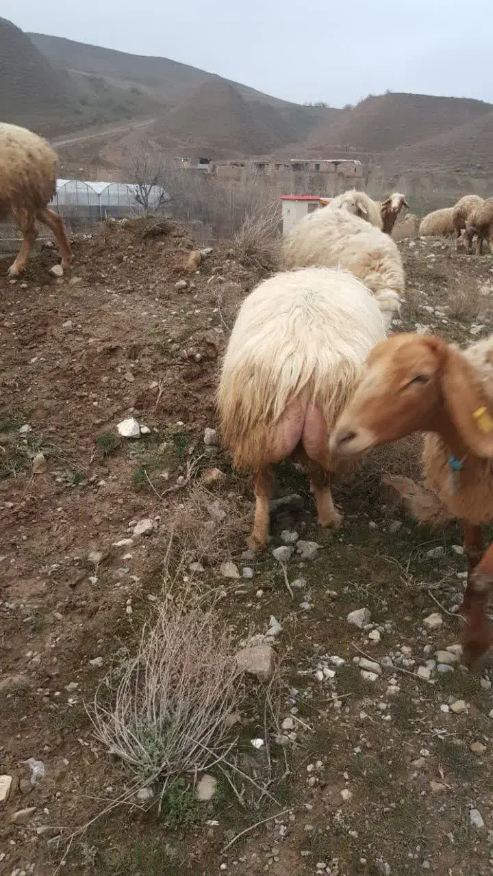 قوچ همو مغانی|حیوانات مزرعه|کلات (خراسان), |دیوار