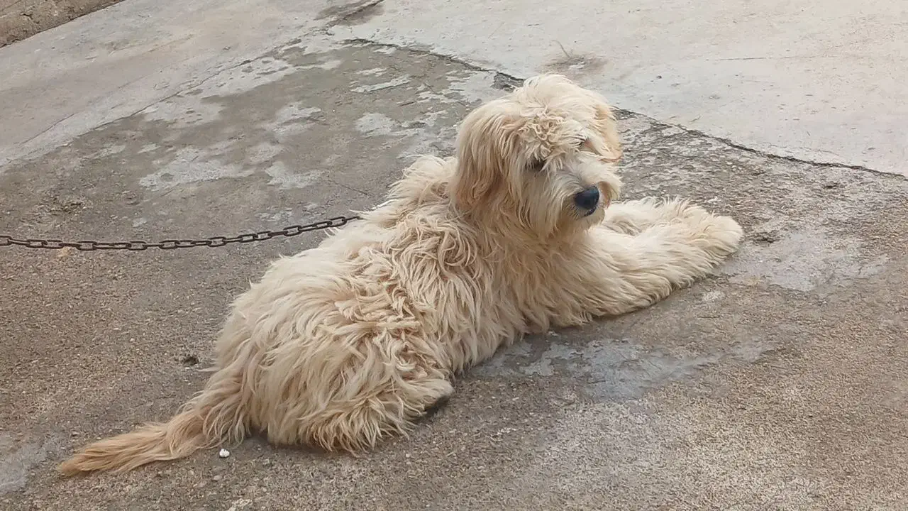 سگ شیتزو بازی گوش|سگ|مسجد سلیمان, |دیوار