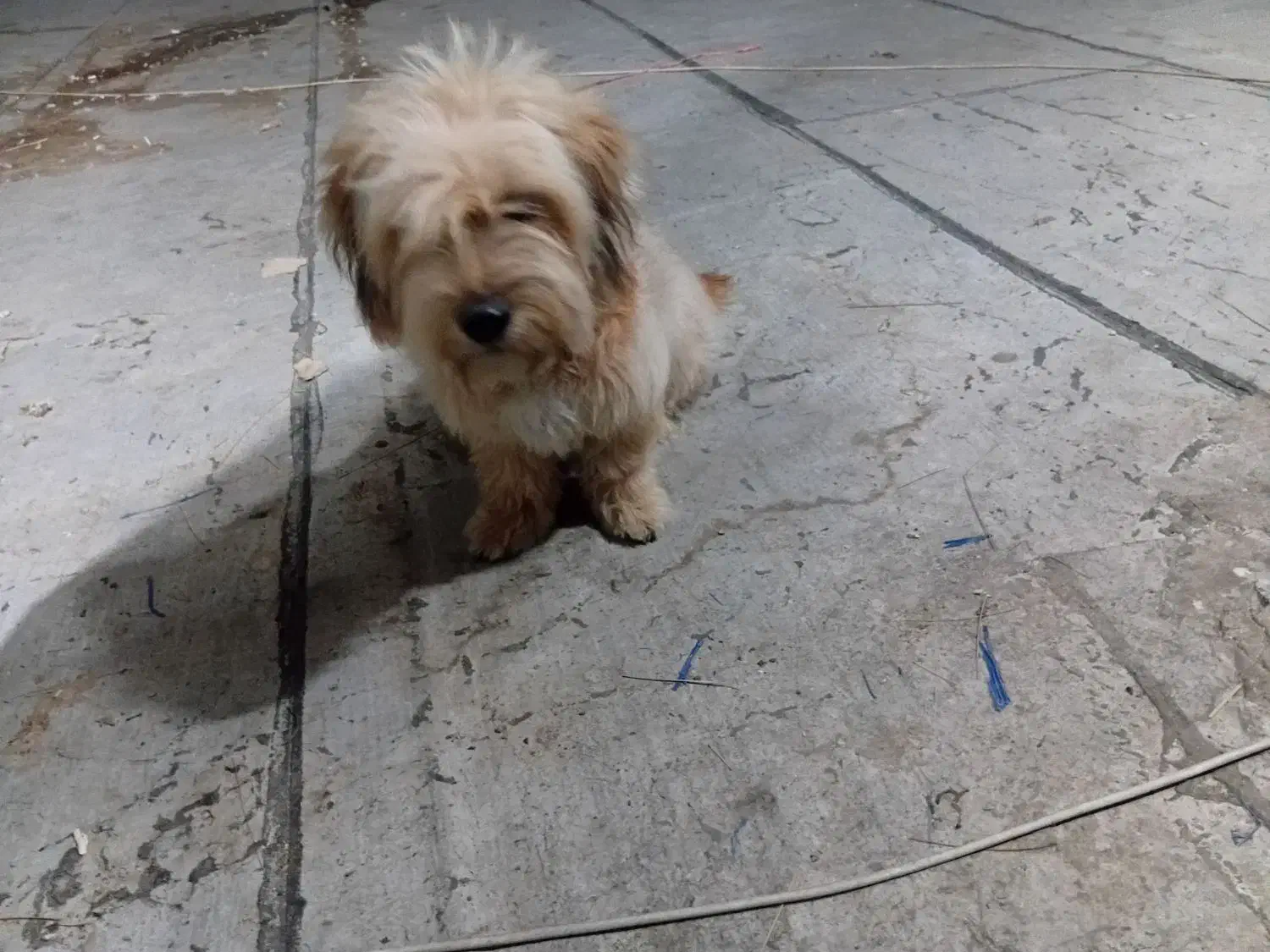 توله یک ساله نیت|سگ|نیشابور, شهرک بهداری|دیوار