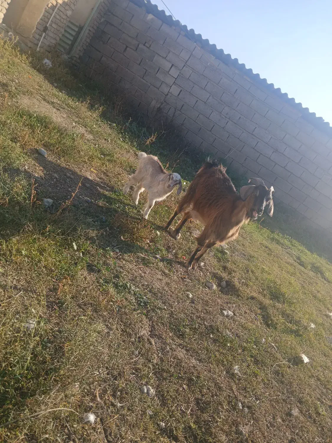 بز با بزغاله ماده|حیوانات مزرعه|بیله سوار, |دیوار