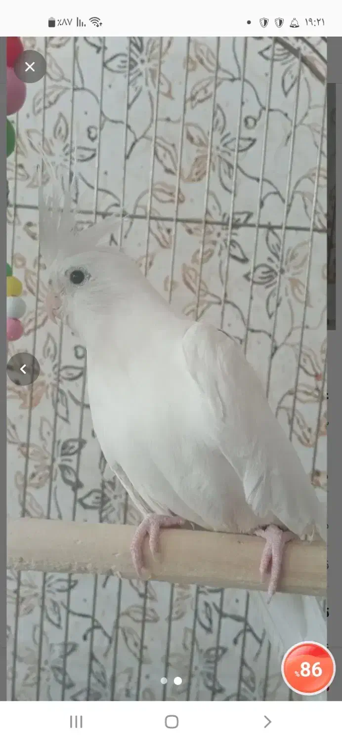 عروس هلندی|پرنده|امیدیه, |دیوار