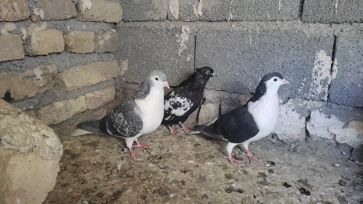 سه تا رنگه نر|پرنده|چناران, |دیوار