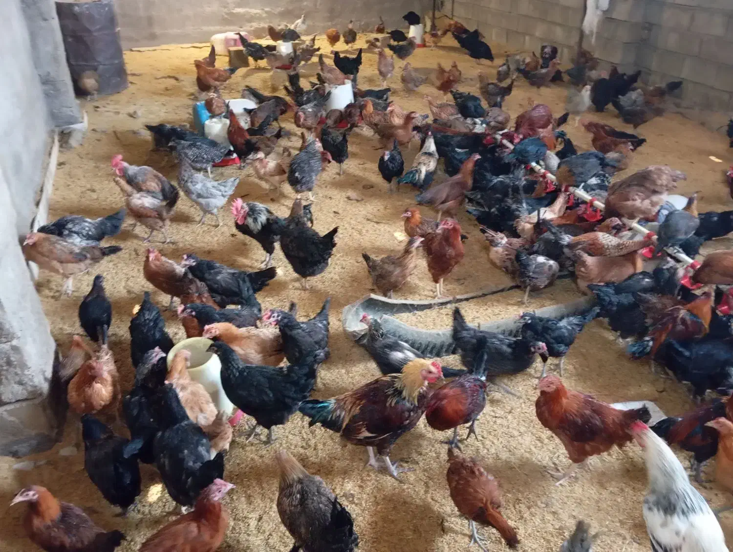 فروش مرغ و خروس محلی|حیوانات مزرعه|فولادشهر, مسکن مهر فولادشهر|دیوار