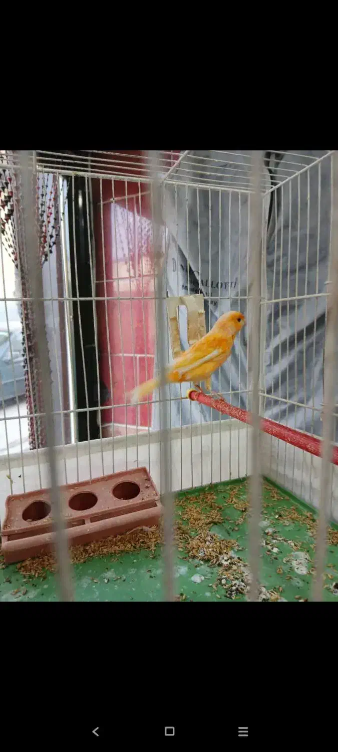 قناری و مرغ عشق|پرنده|اردبیل, |دیوار