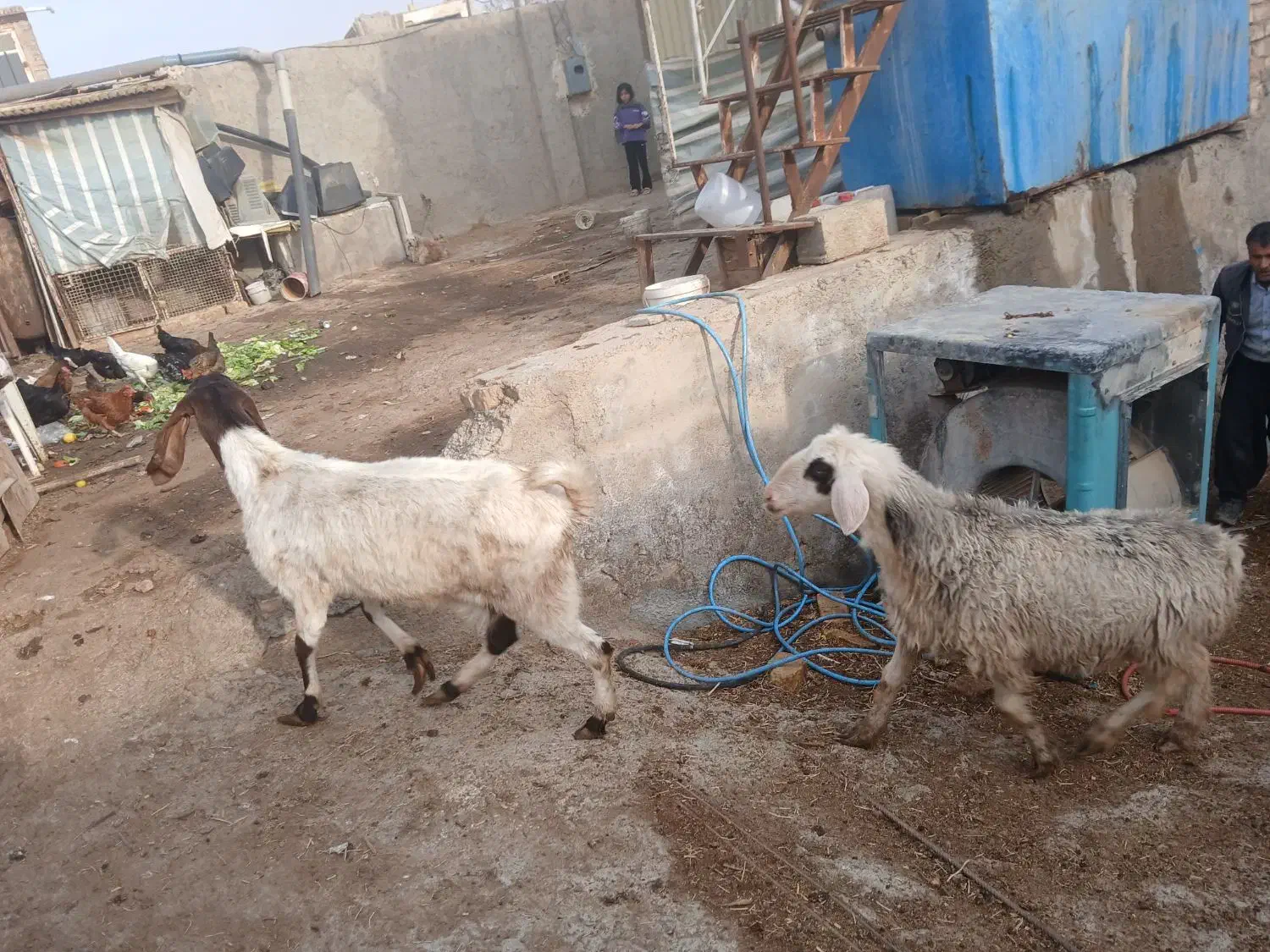 میش|حیوانات مزرعه|برخوار, |دیوار