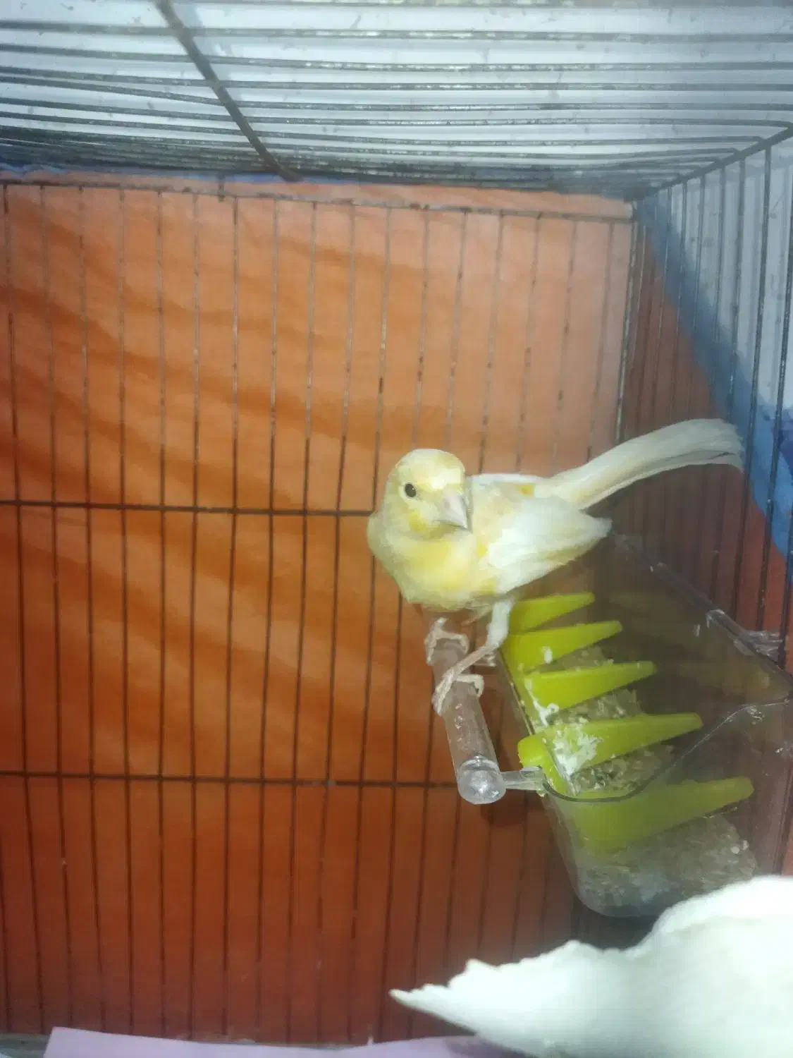 قناری نر|پرنده|رشت, حمیدیان|دیوار