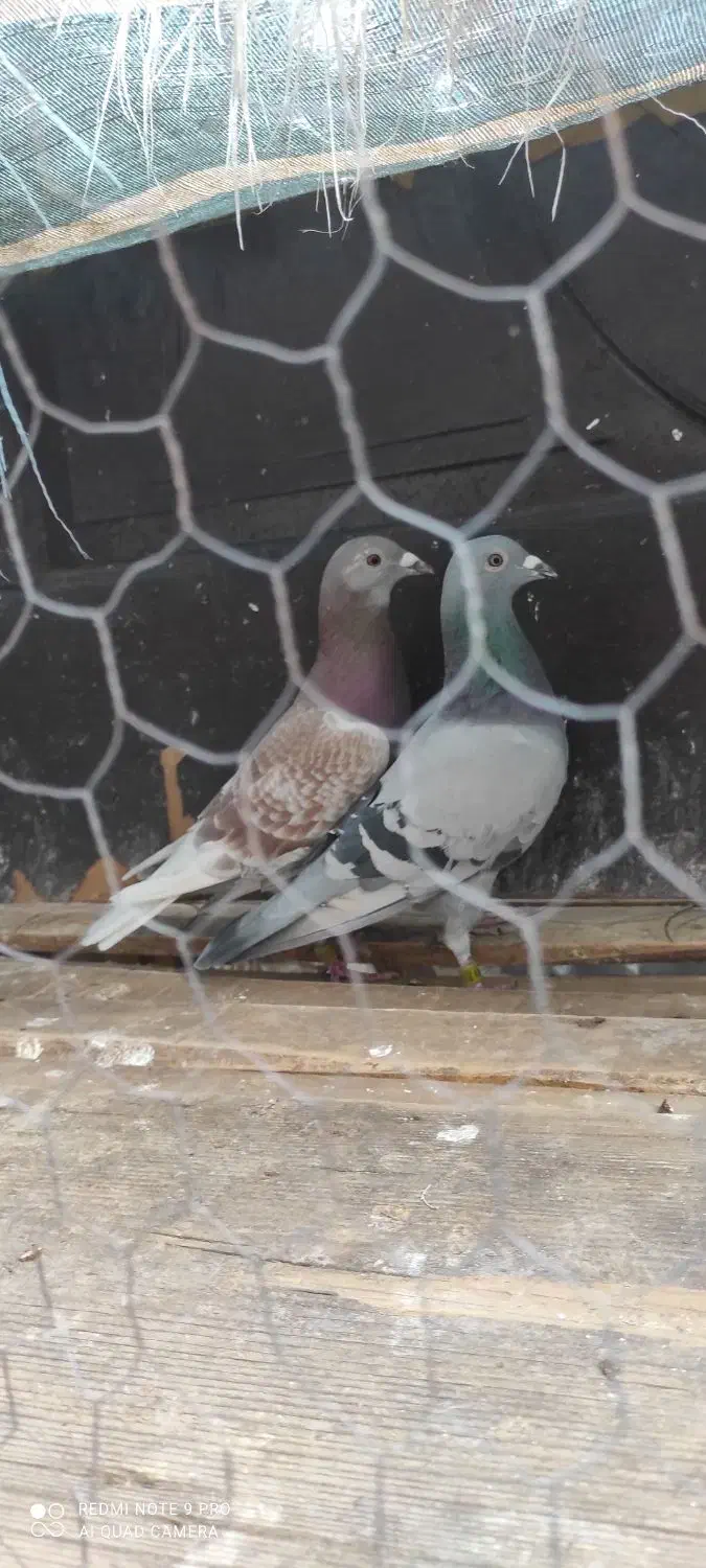 دوماده پلاکی خالص اصل پرینت دار|پرنده|دزفول, |دیوار