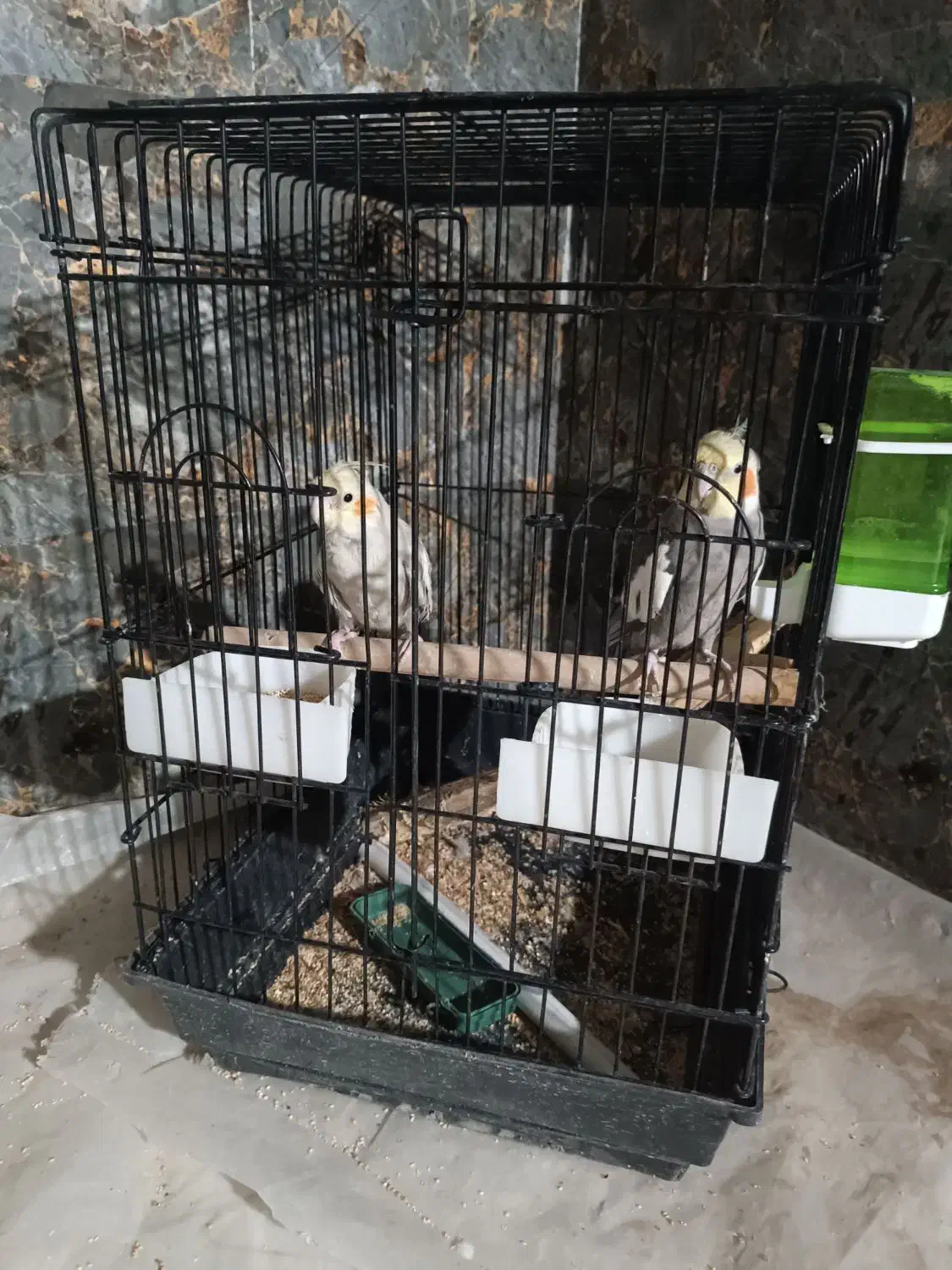 دوتا  عروس هلندی|پرنده|بمپور, |دیوار