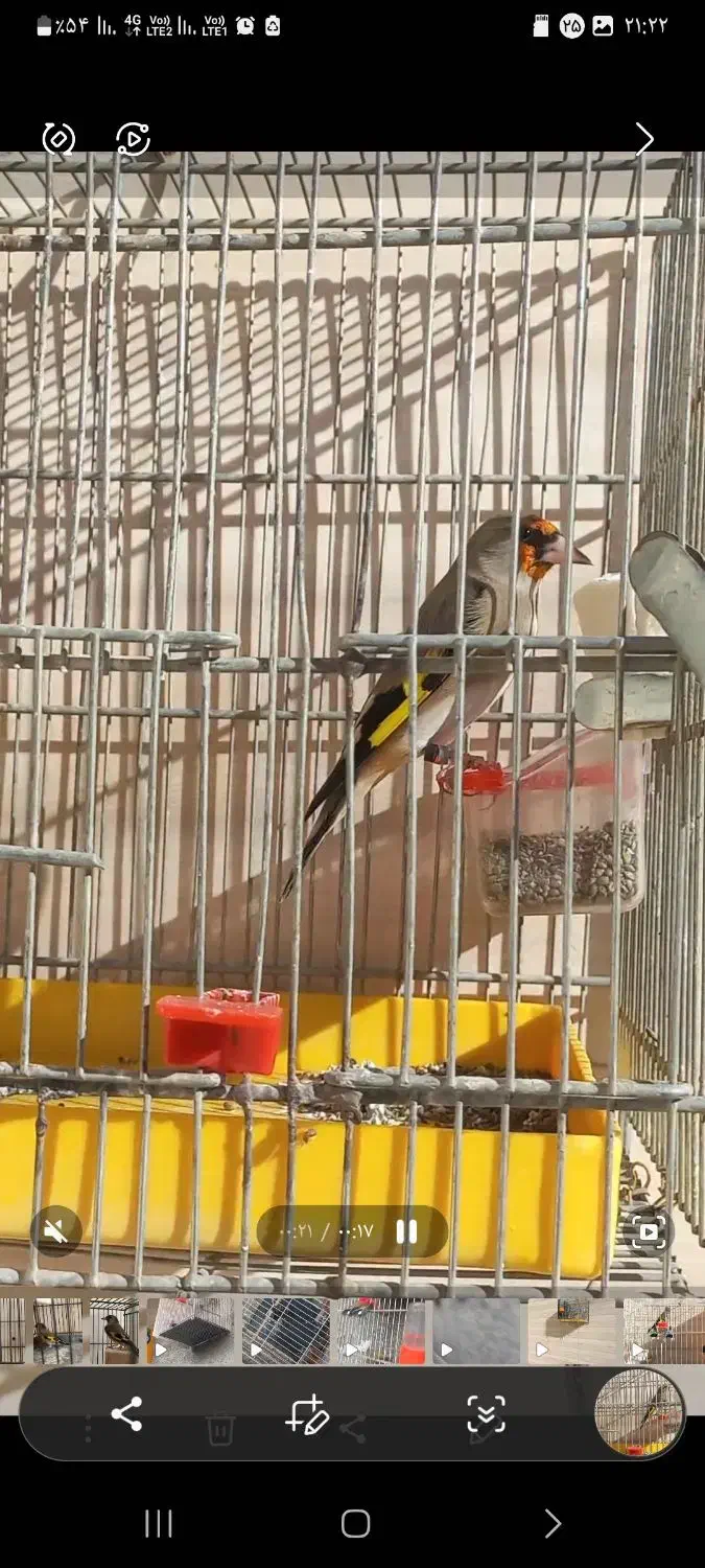 سهره دو رگ کرمونی|پرنده|تهران, امیریه|دیوار