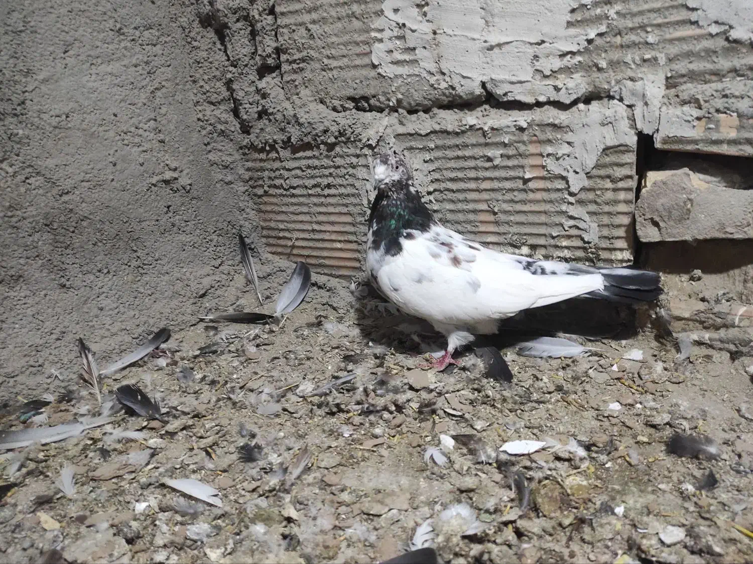 کبوتر|پرنده|پاکدشت, پاکدشت (مامازند)|دیوار