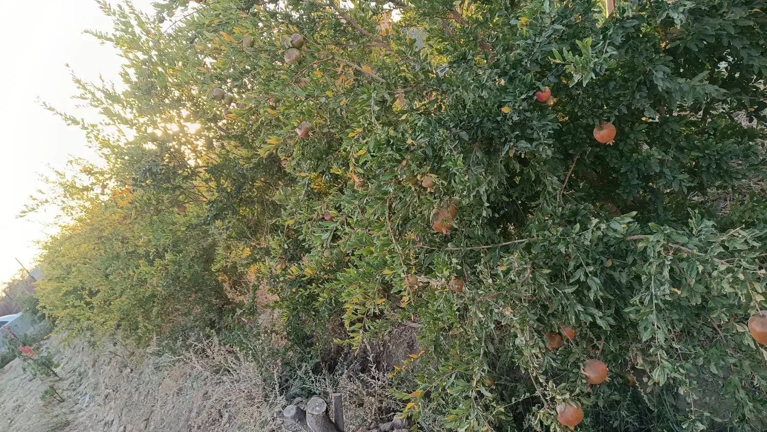 باغ|فروش زمین و ملک کلنگی|برخوار, |دیوار